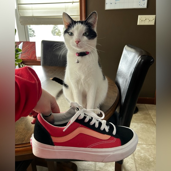 Brand New Vans! - Picture 5 of 5